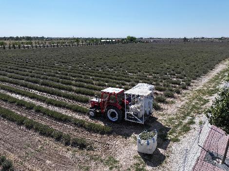 TÜRKİYE’NİN EN BÜYÜK LAVANTA BAHÇESİ’NDE HASAT ZAMANI