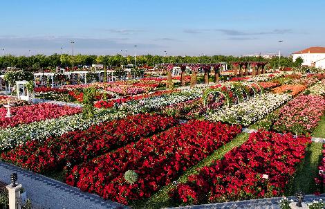 190 ÇEŞİT GÜL GÖRSEL ŞÖLEN SUNUYOR